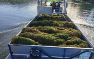 CN Ascó lleva a cabo la siega de macrófitos en el río Ebro